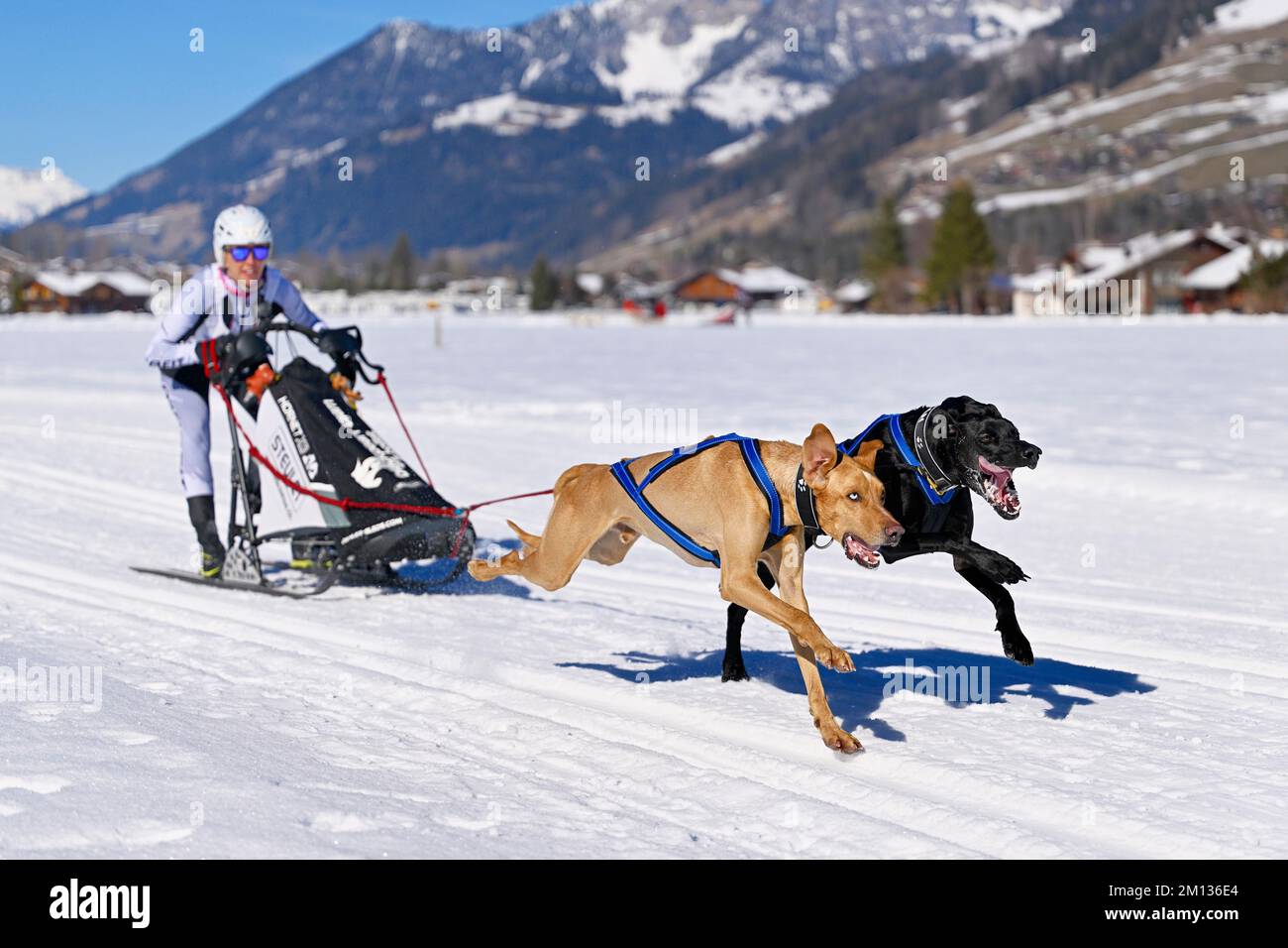 Musher con dos perros de trineo europeos, en la carrera de perros de trineo en Lenk en 2022, Suiza, Europa Foto de stock