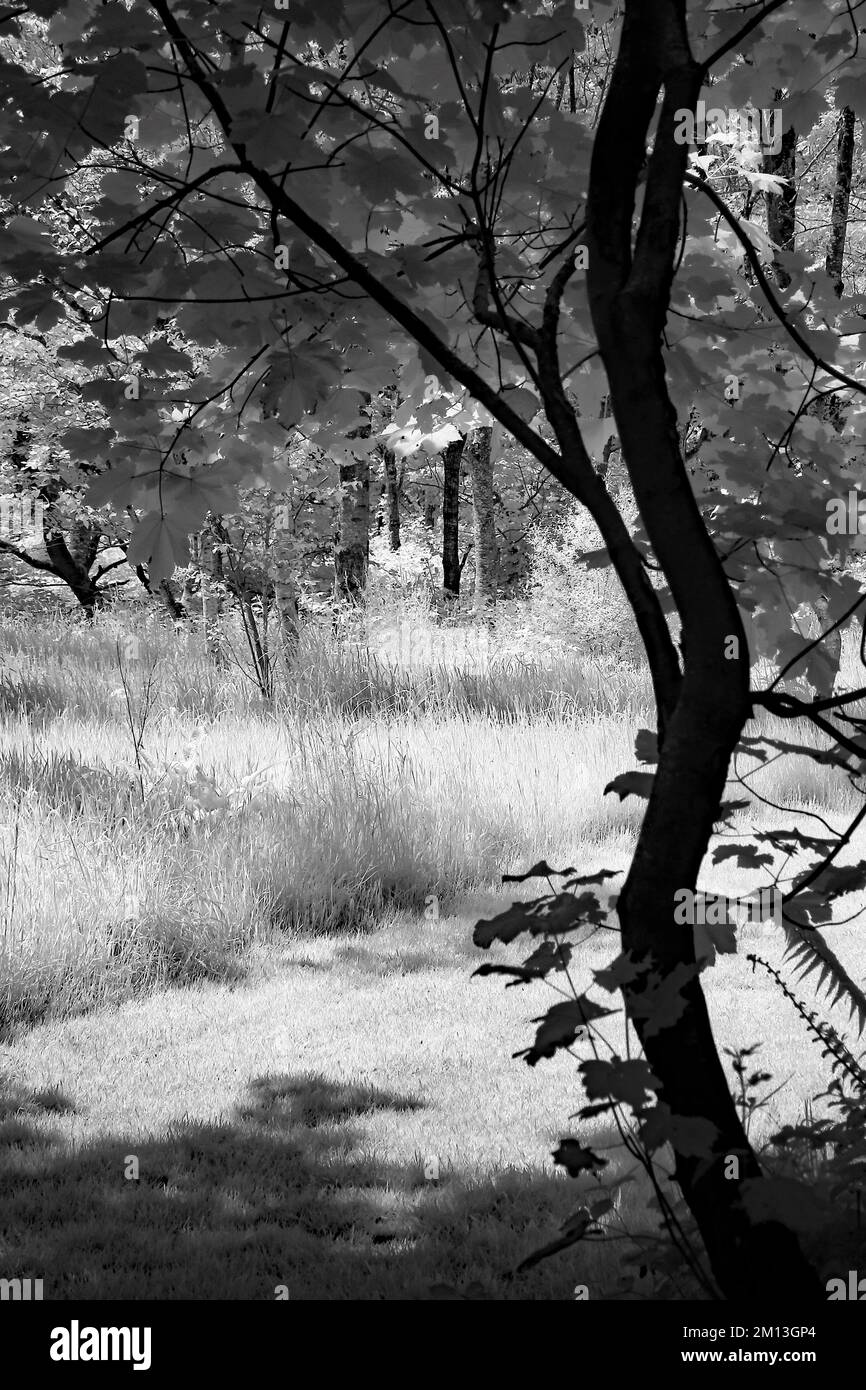 Fotografía artística bosque bañado por la hermosa luz de tarde con imágenes de árboles en blanco y negro, una toma de arte de la naturaleza en verano, en t Foto de stock