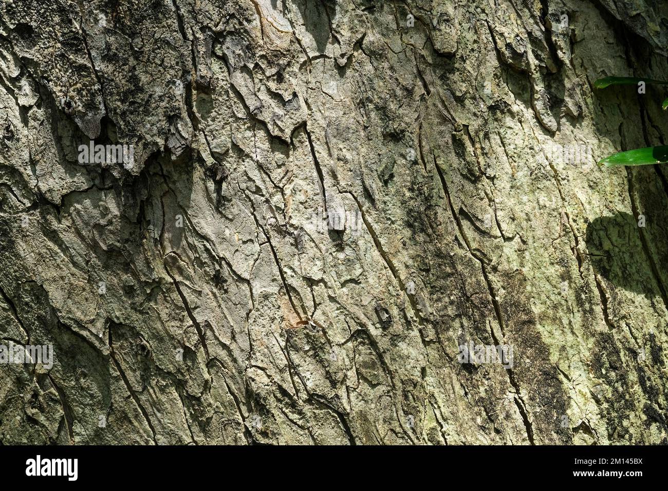 Textura de la corteza del tronco del árbol Foto de stock
