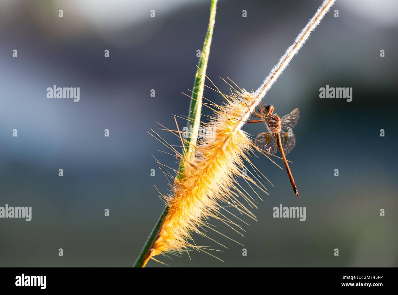 Una macro fotografía de una libélula en una planta de Setaria pumila con fondo borroso Foto de stock