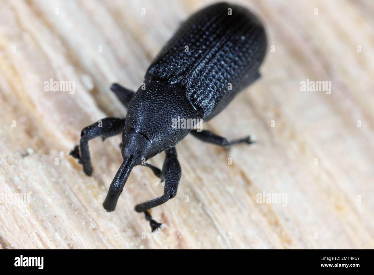 Gorgojo negro común Magdalis. Escarabajo en madera. Foto de stock