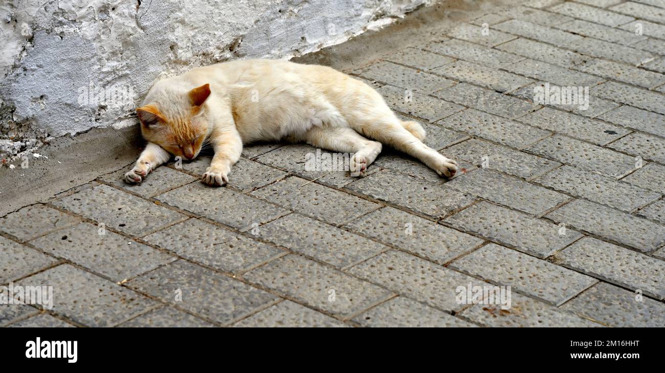 Jengibre y gato blanco durmiendo afuera en pavimento de ladrillo al lado de la pared Foto de stock
