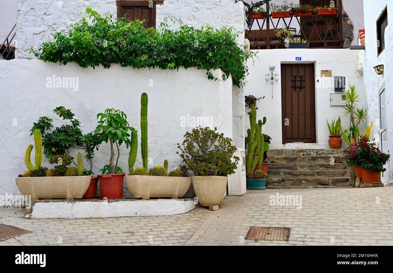 Plantas en maceta frente a la casa fotografías e imágenes de alta  resolución - Alamy