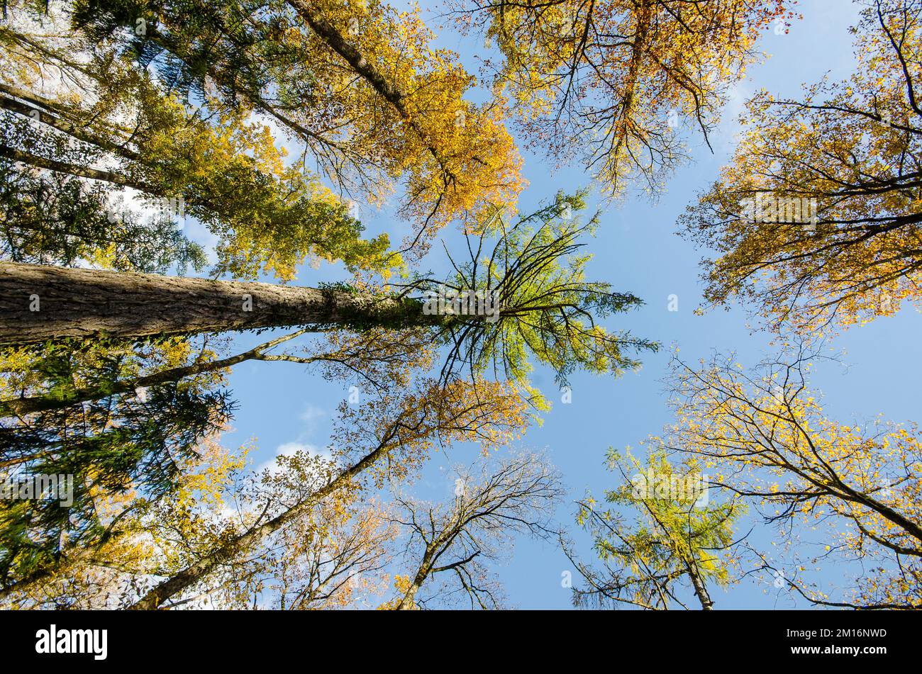 Pinus sylvestris, el pino escocés (Reino Unido), pino escocés (EE.UU.) o pino  báltico, es una especie de árbol de la familia de pinos Pinaceae que es  nativa de Eurasia Fotografía de stock -