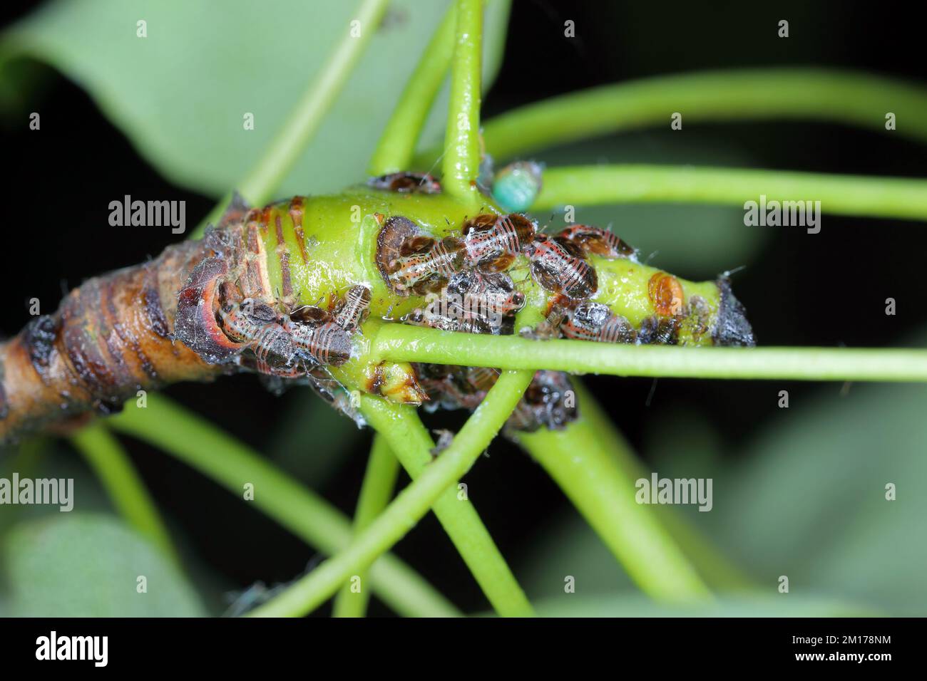 Cacopsylla pyri (psylla de pera, sucker europeo de pera) Psyllidae. Ninfas, larvas en un brote de peral. Foto de stock