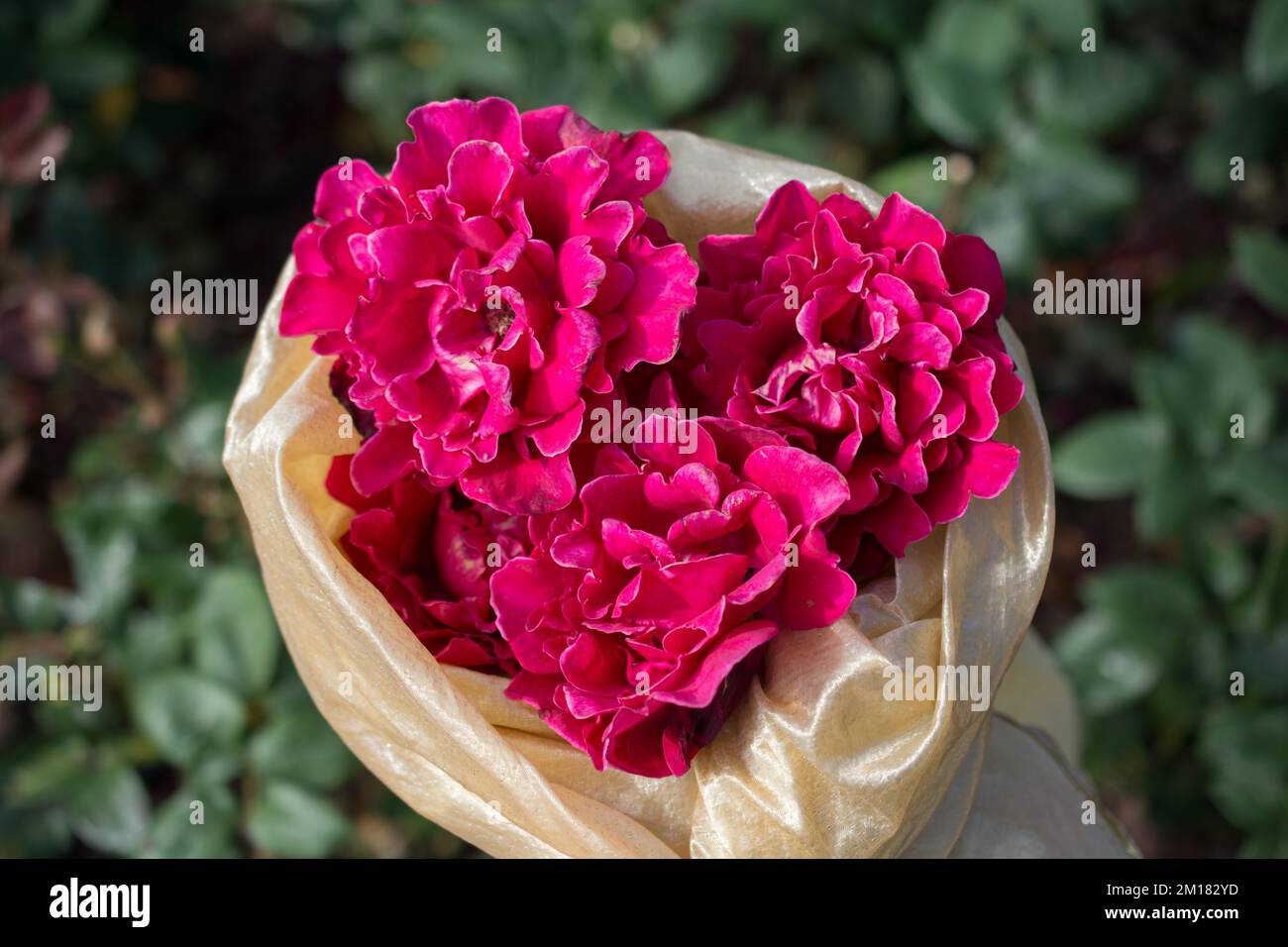 Diseño creativo hecho con pétalos de rosas y rosas rojas. Mínimo