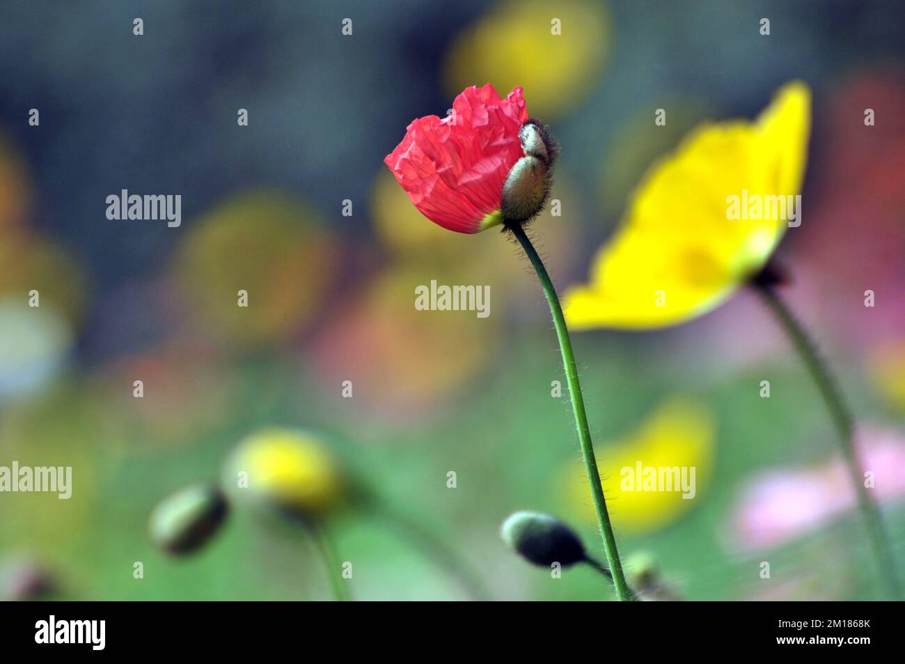 flor de amapola floreciente Foto de stock