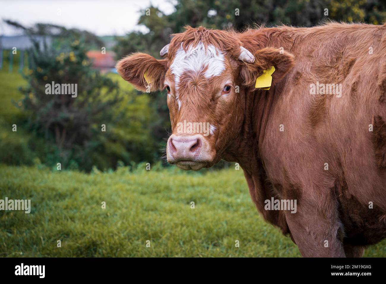 La vaca parda Limousin, raza francesa de ganado vacuno. Foto de stock
