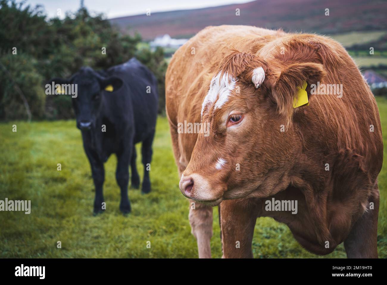 La vaca parda de Limousin, la raza francesa de ganado vacuno y la vaca negra en el fondo. Foto de stock