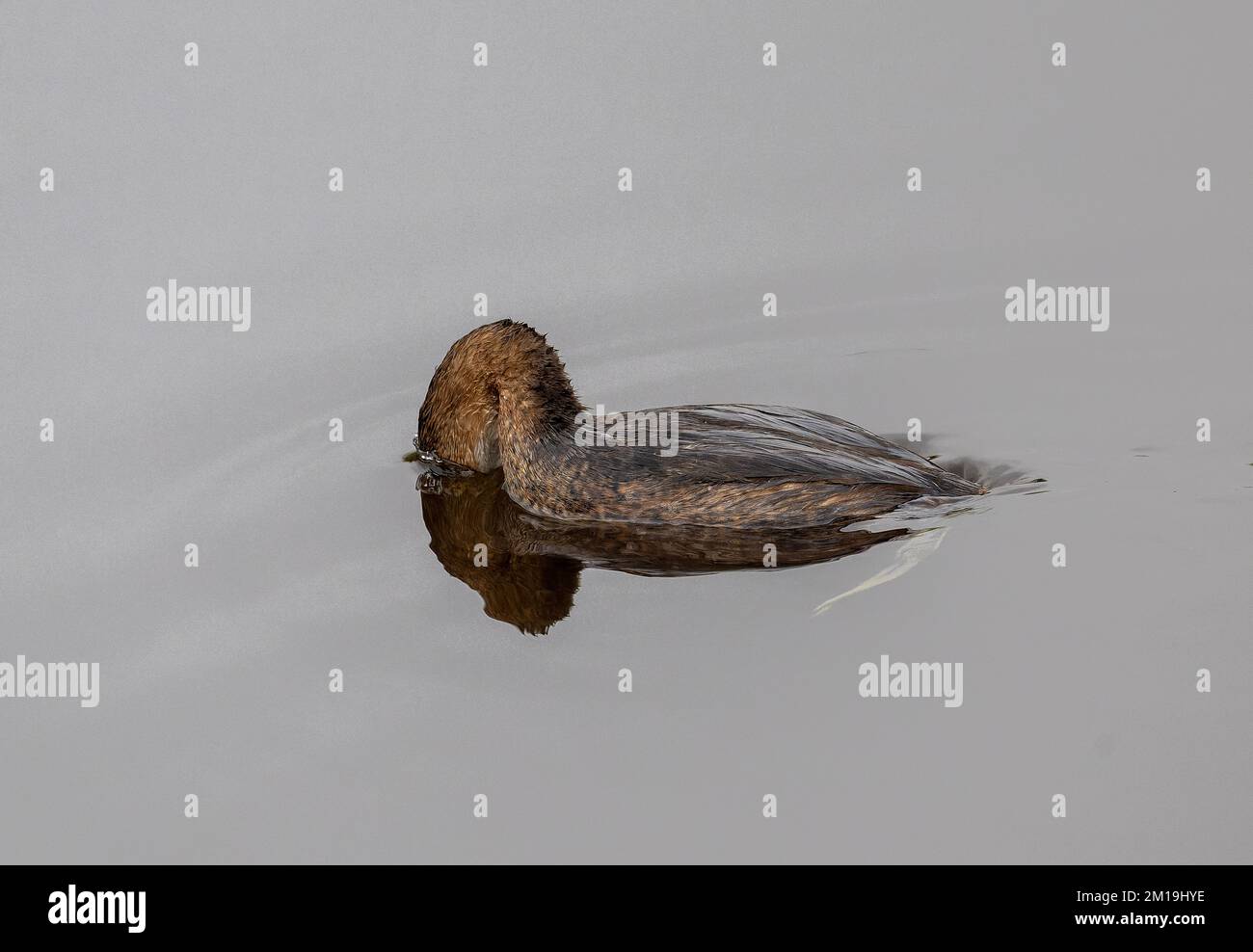 Pied-billed grebe, Podilymbus podiceps, alimentándose en el lago en invierno. Foto de stock