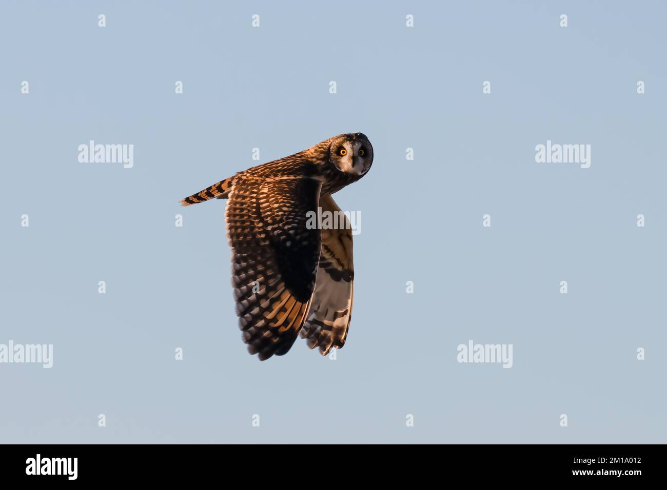 Búho corto espigado aislado en vuelo con las alas bajadas y mirando hacia la cámara Foto de stock