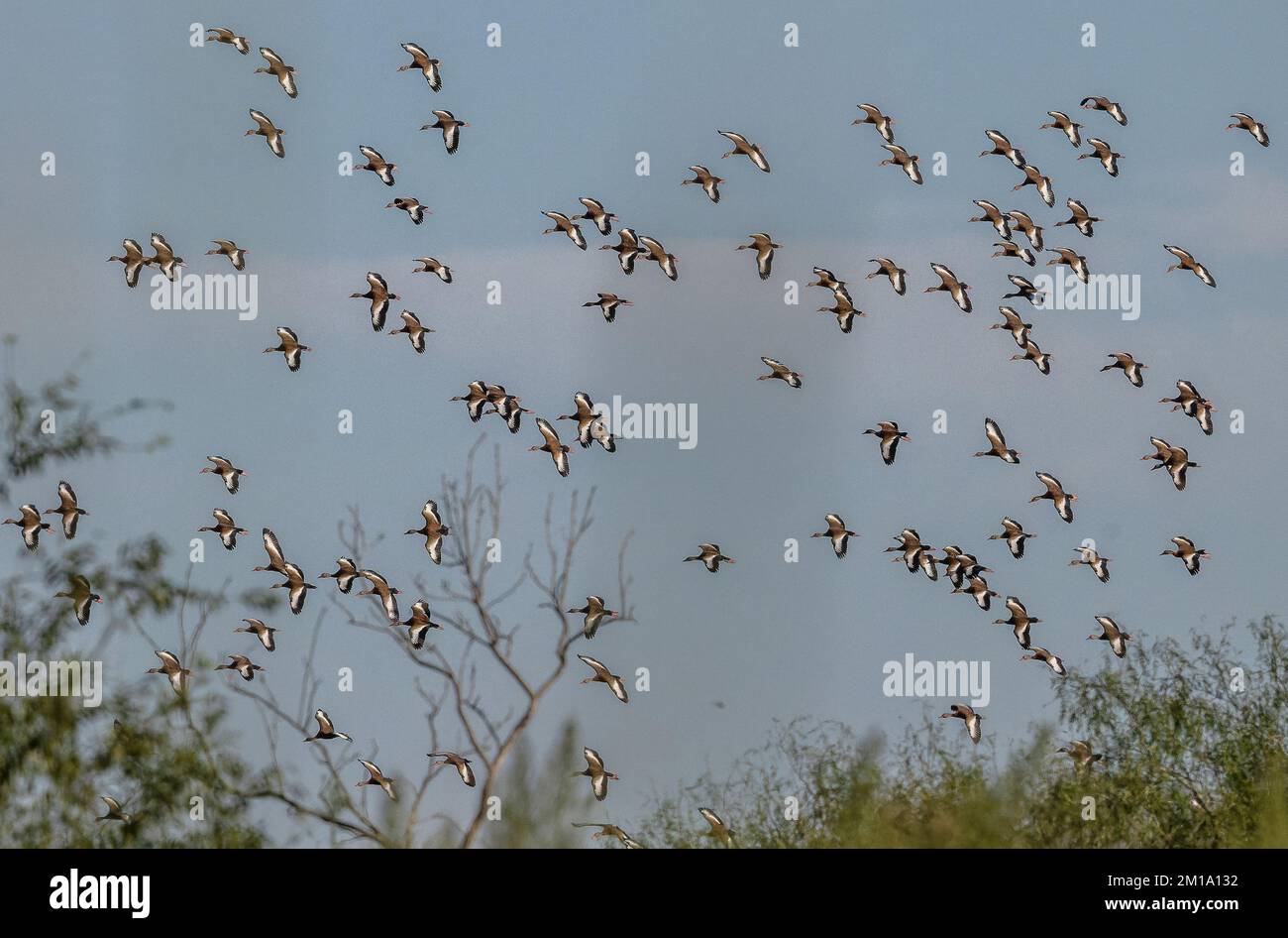 Rebaño de patos de vientre negro, Dendrocygna autumnalis, en vuelo antes de arraigar, Texas. Foto de stock