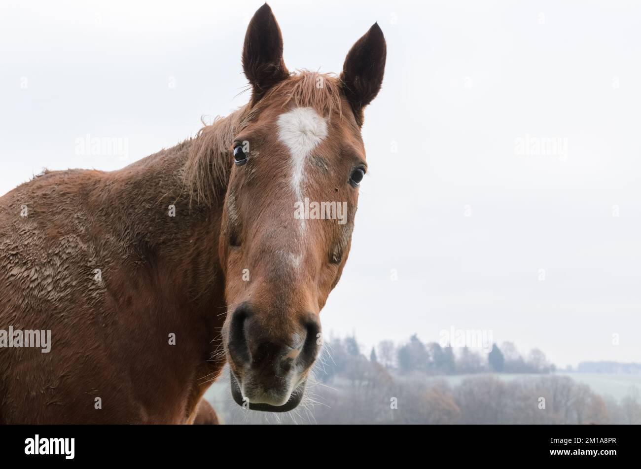 Primer plano retrato de un caballo marrón doméstico en un pasto en Alemania, Europa Foto de stock