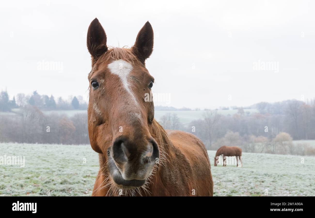 Primer plano retrato de un caballo marrón doméstico en un pasto en Alemania, Europa Foto de stock