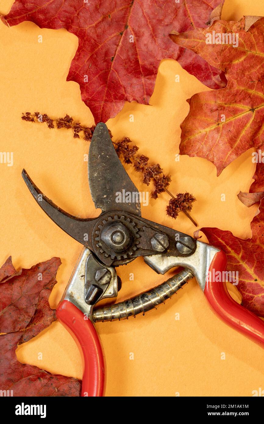 Las ciruelas de jardín de otoño y las hojas de arce sugieren tareas de otoño Foto de stock