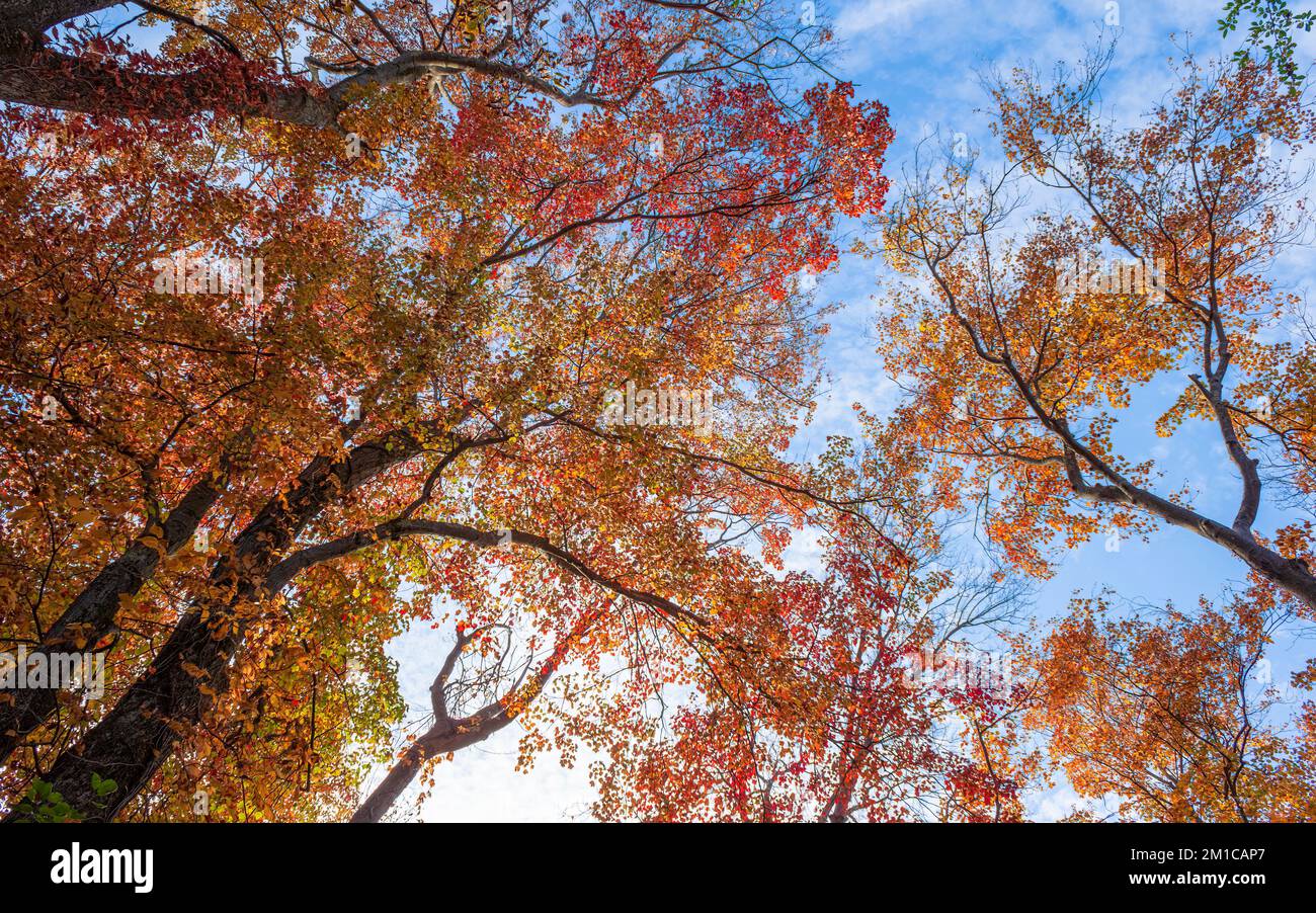 Dosel de arces rojos (Acer rubrum) en el follaje pico de otoño, en tonos de rojo y marrón, contra un cielo azul. Cold Spring Park, Newton, MA, Estados Unidos. Foto de stock