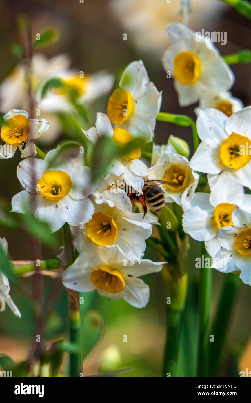Primer plano de una abeja recolectando néctar de flores de narciso en flor. enfoque selectivo Foto de stock
