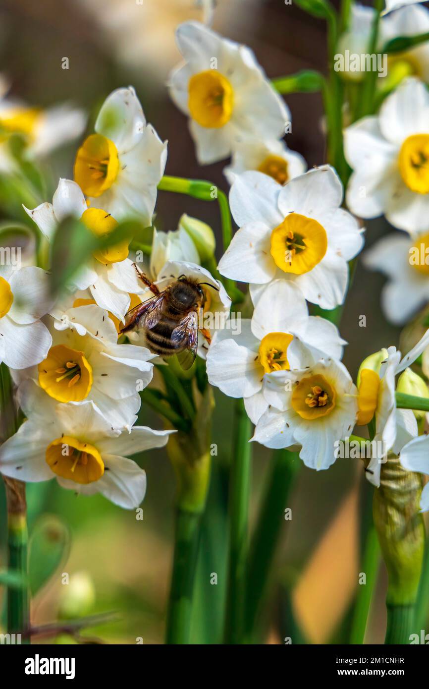 Primer plano de una abeja recolectando néctar de flores de narciso en flor. enfoque selectivo Foto de stock