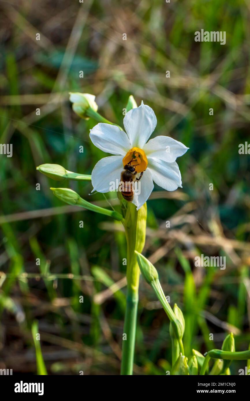 Primer plano de una abeja recolectando néctar de flores de narciso en flor. enfoque selectivo Foto de stock