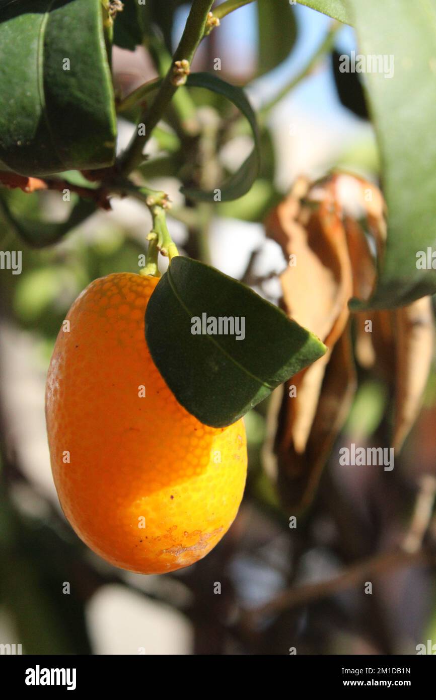 kumquat, cumquat, mandarino cinese, chino mandarín Foto de stock