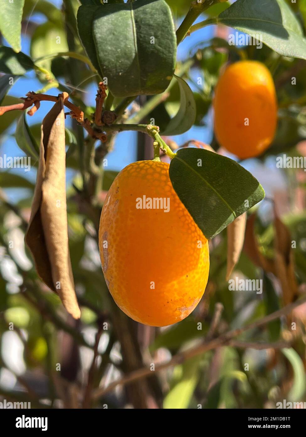 kumquat, cumquat, mandarino cinese, chino mandarín Foto de stock