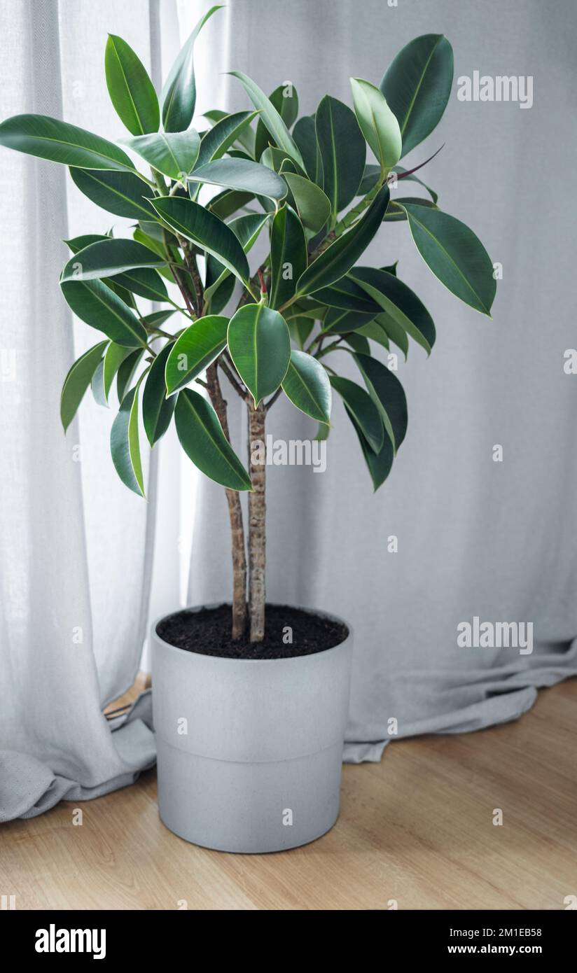 Plantas decorativas fotografías e imágenes de alta resolución - Alamy