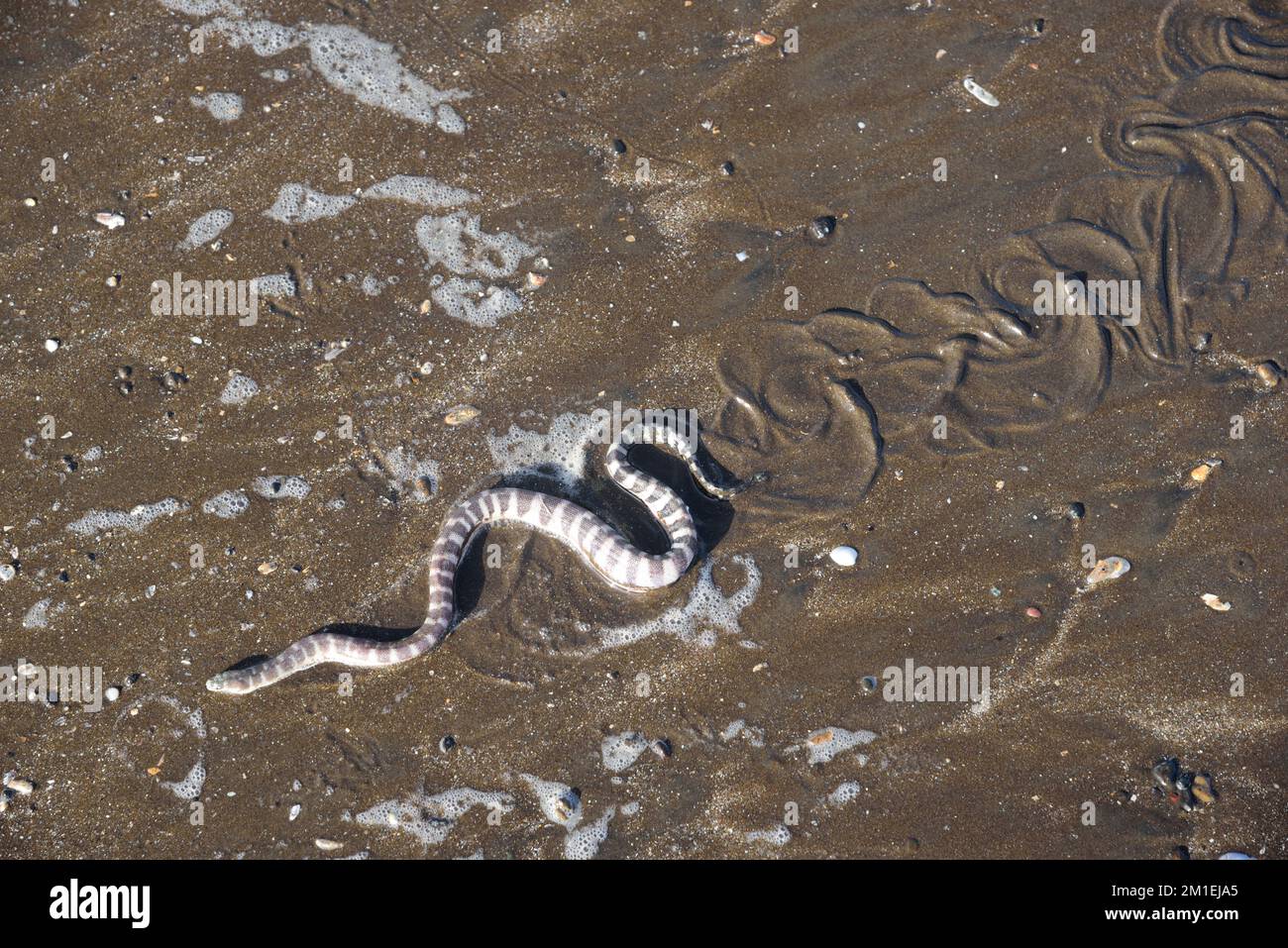 Serpiente de mar en arena de playa, Surwada Beach, Valsad, Gujarat, India, Asia Foto de stock