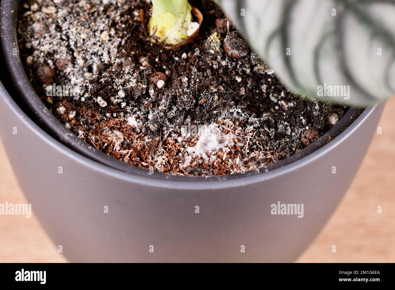Moho blanco en la maceta en la tierra de las plantas de hogar Fotografía de  stock - Alamy