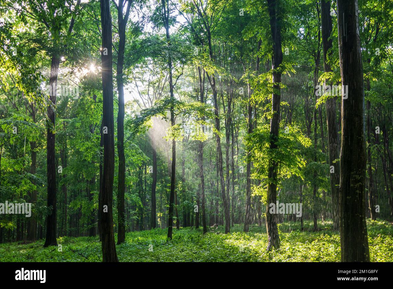 Plavecke Podhradie (Blasenstein, Plasenstein): Lluvia en el bosque de haya en Male Karpaty (Pequeños Cárpatos), , Eslovaquia Foto de stock