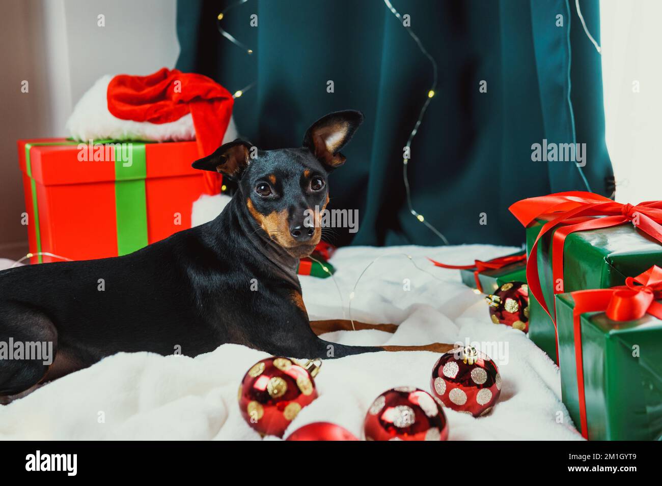Retrato de perro divertido miniatura pinscher jugando con bola de Navidad  alrededor de cajas de regalo. Concepto de estado de ánimo de Año Nuevo  Fotografía de stock - Alamy