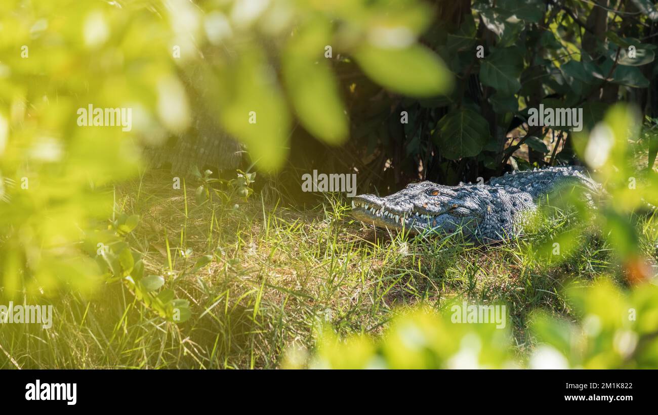 El cocodrilo peinado (Crocodylus porosus) descansando bajo los árboles en  un día soleado Fotografía de stock - Alamy