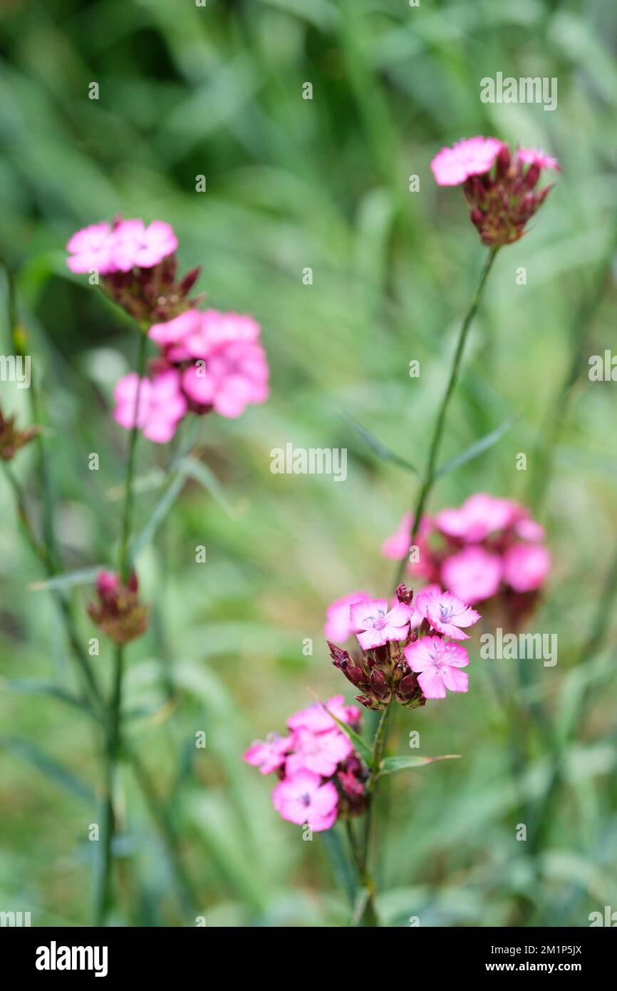 Dianthus carthusianorum, rosa alemán, Dianthus clavatus, perenne, flores, magenta rojizo Foto de stock