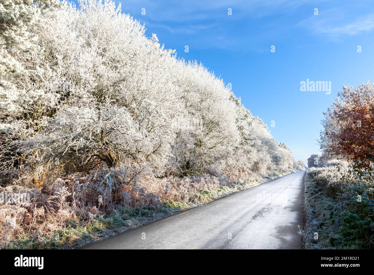 Carretera helada de invierno con heladas de árboles en las carreteras rurales del Reino Unido. Clima helado con cielos azules claros en diciembre Foto de stock