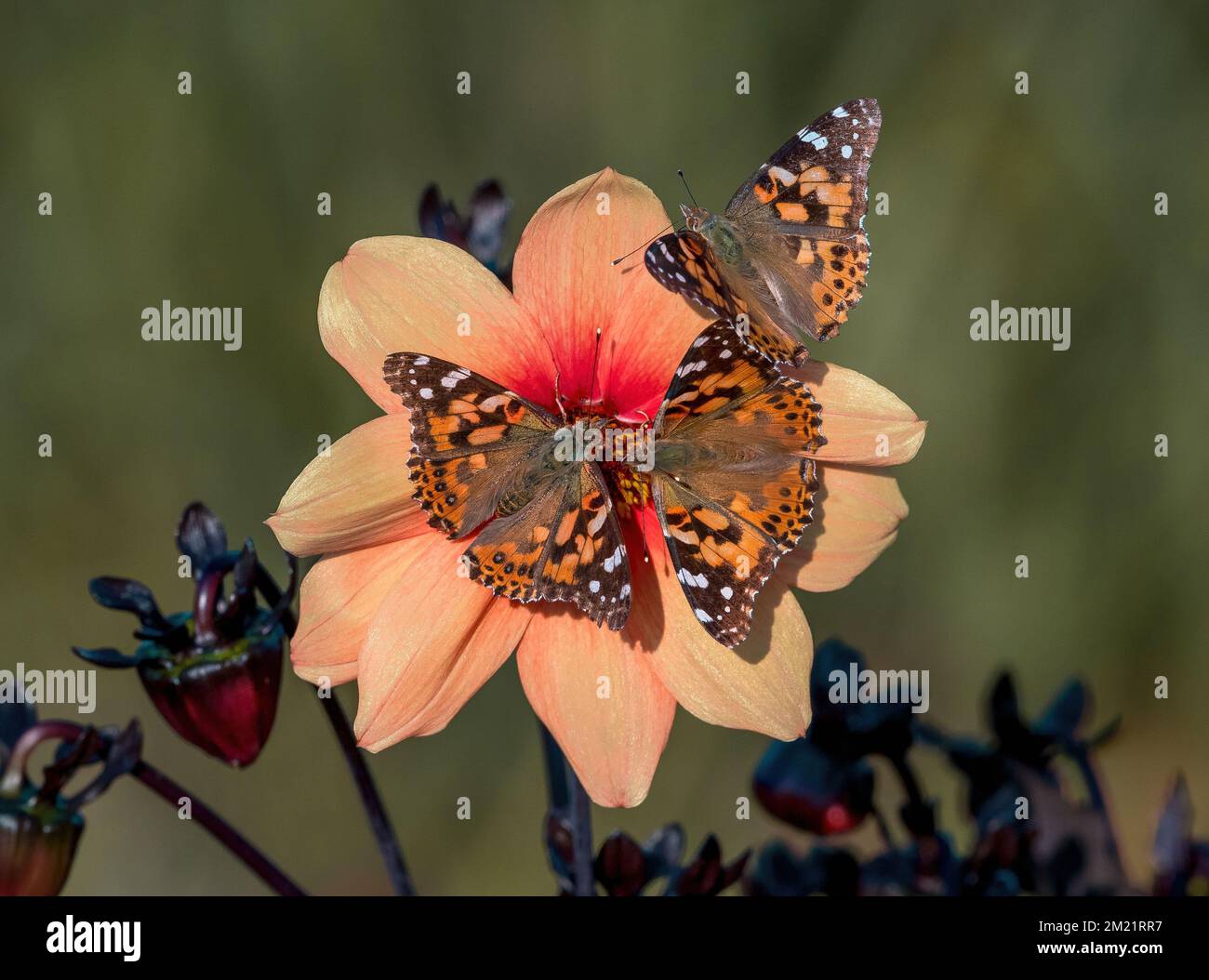 Tres mariposas pintadas de Lady visitando una dalia de color melocotón florecen al mismo tiempo. Foto de stock