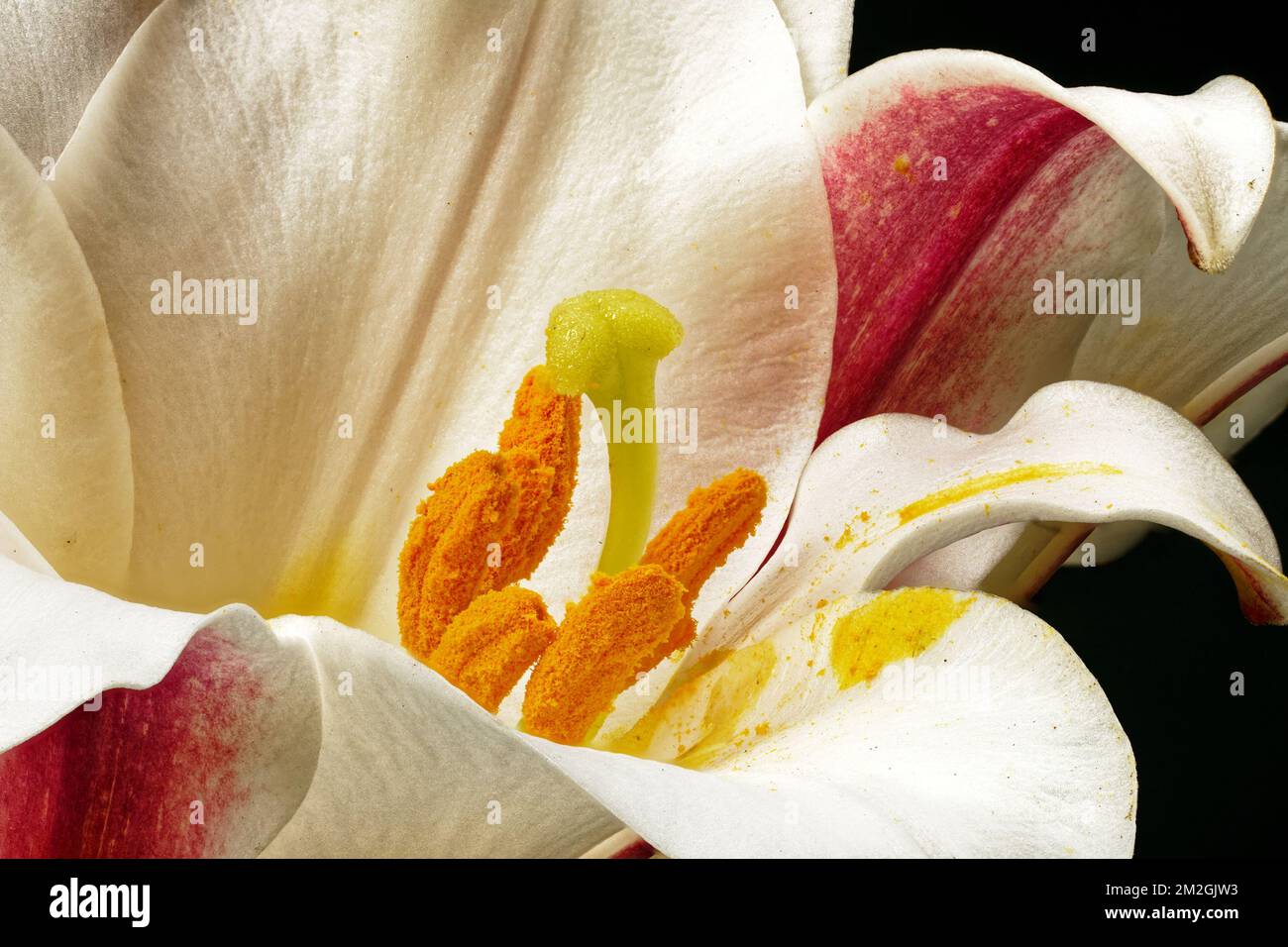 Flores de navidad fotografías e imágenes de alta resolución - Página 2 -  Alamy