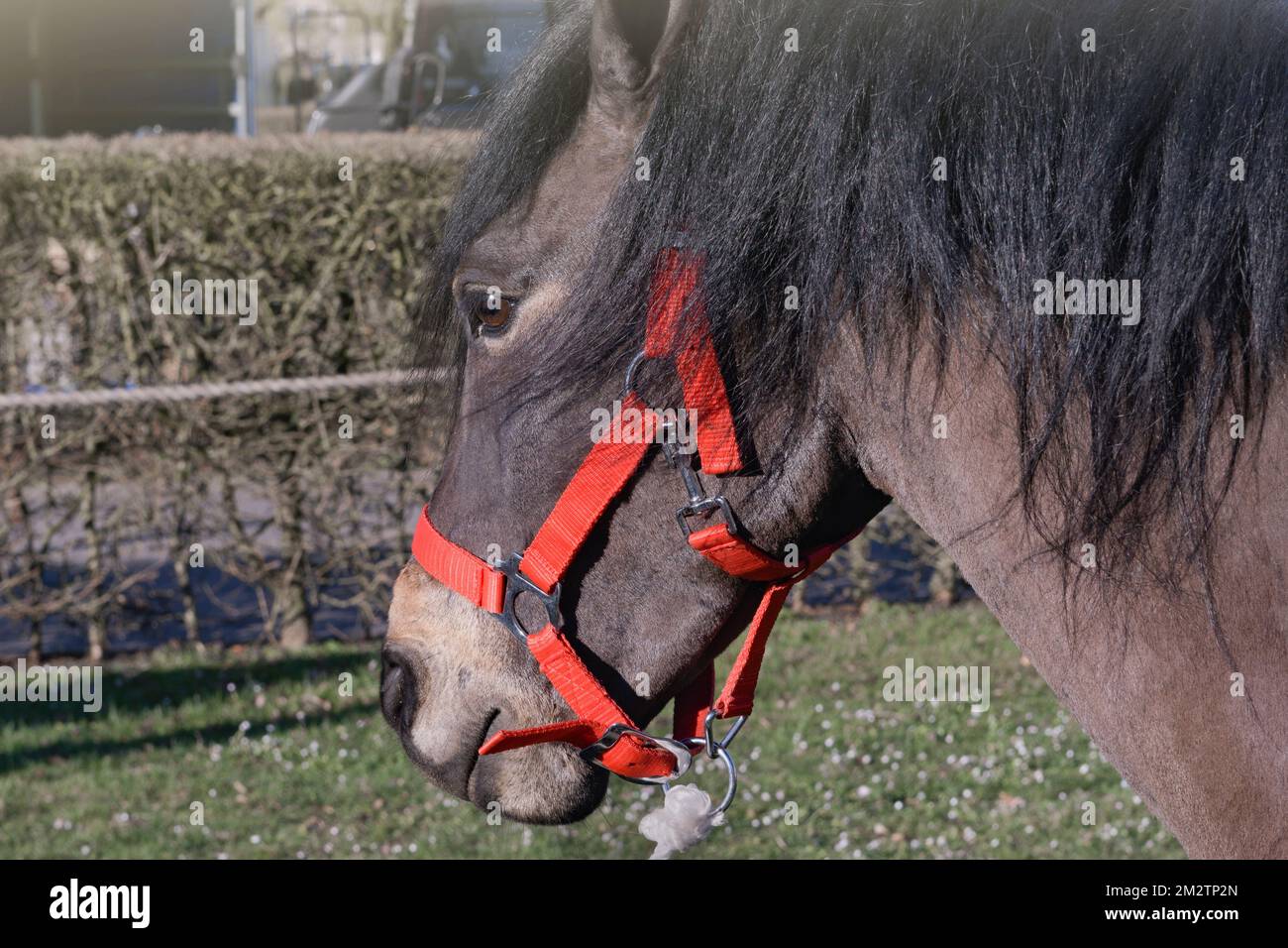 Cabeza de cerca de un caballo marrón con una brida roja Foto de stock