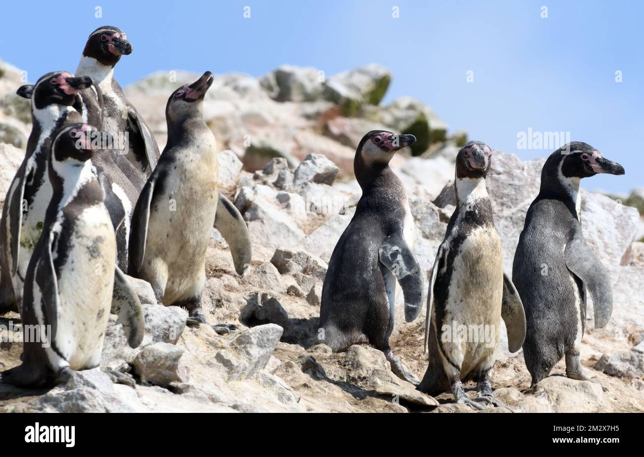 Pingüinos adultos y juveniles de humboldt (Spheniscus humboldti) en las
