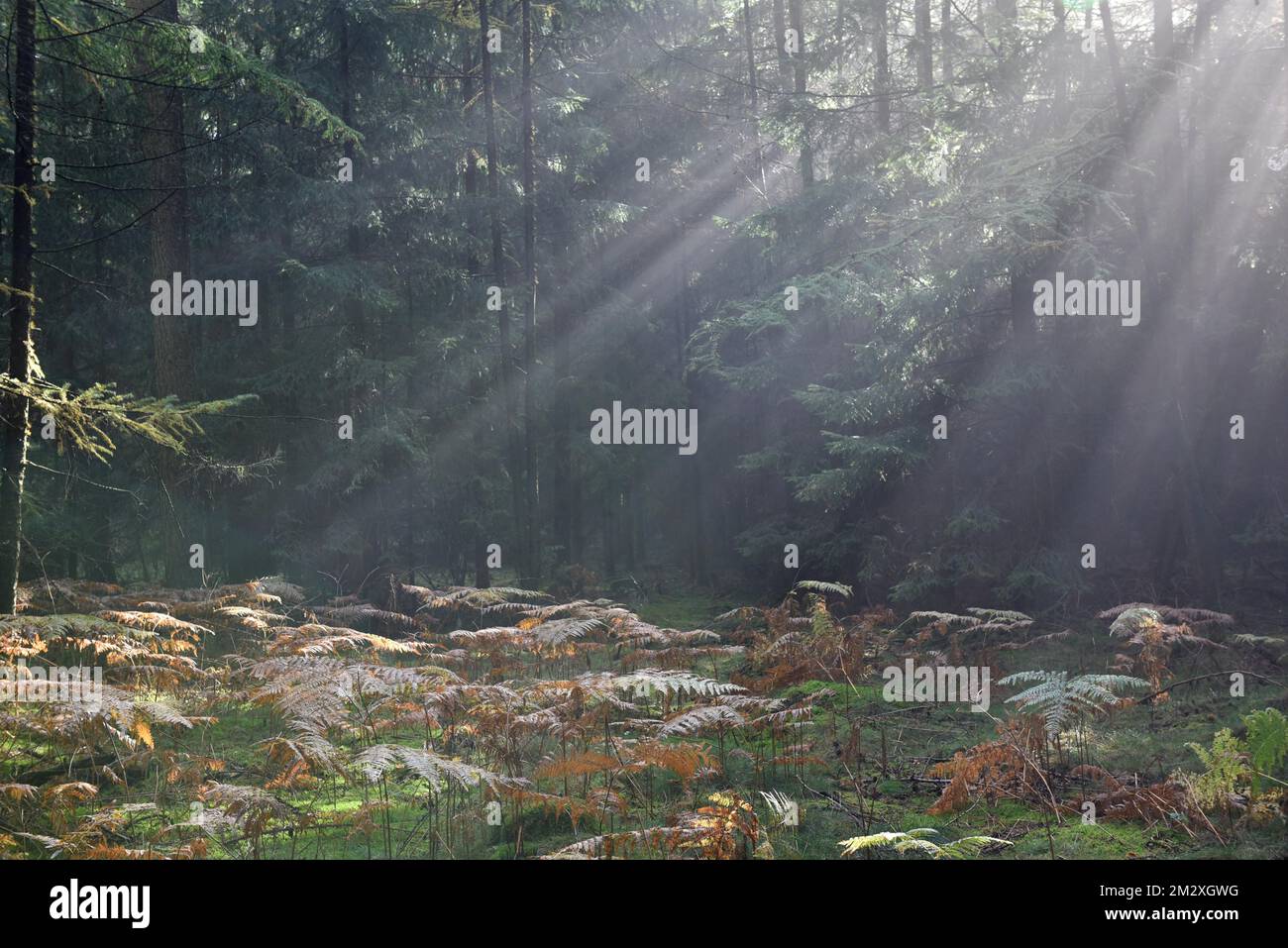 Rayos de sol en el bosque de coníferas, Schleswig-Holstein, Alemania Foto de stock
