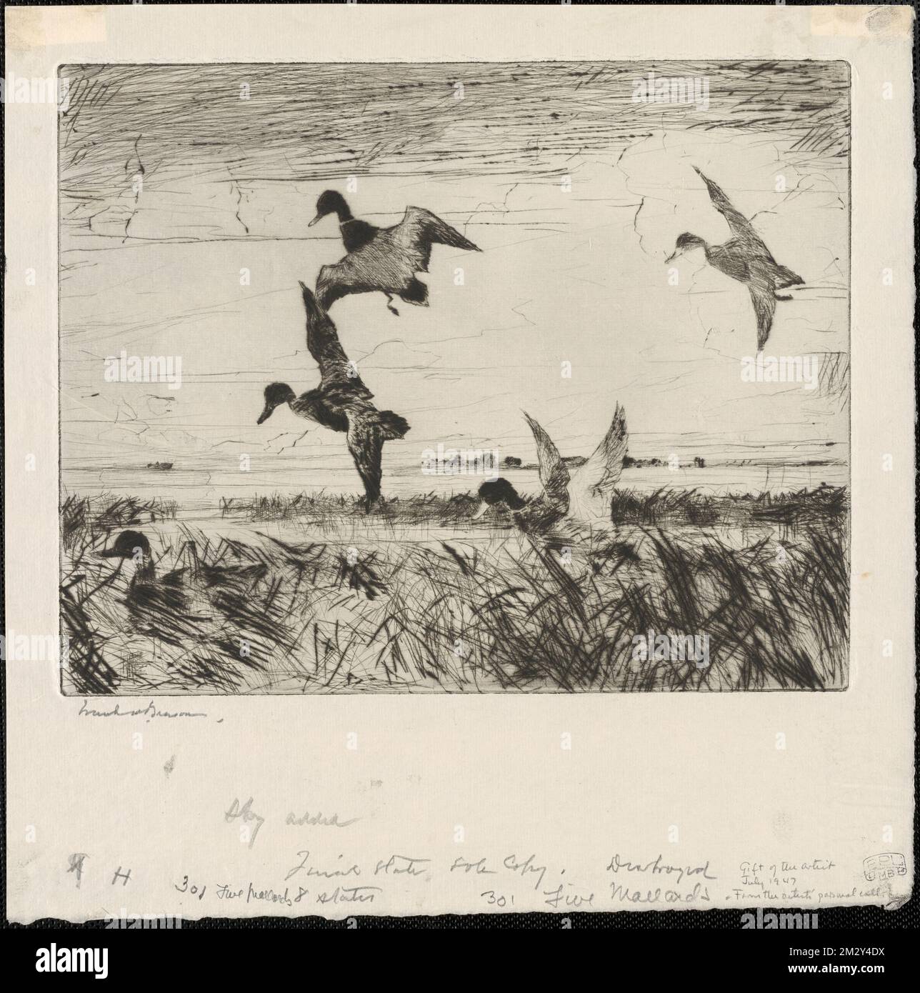 Cinco mallados, Patos, Volando, Grascas, Mallard. Frank W. Benson  (1862-1951). Estampados y dibujos Fotografía de stock - Alamy
