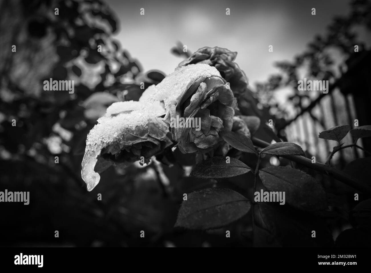 una flor de rosa marchita está cubierta por la nieve Foto de stock