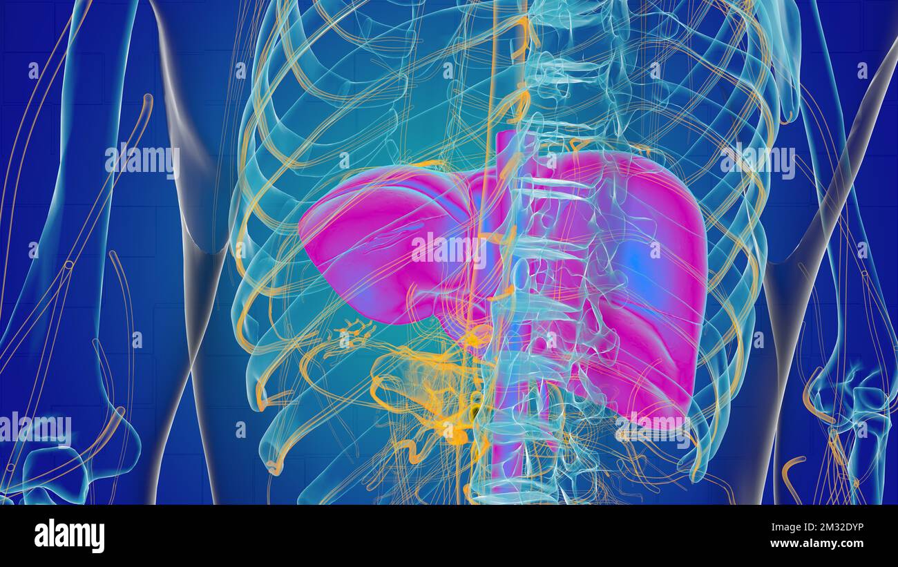Anatomía hepática para concepto médico 3D ilustración Fotografía de