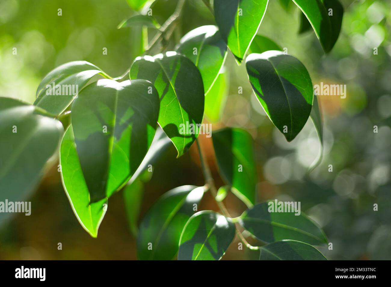 Detalle de primer plano de hojas verdes de un árbol. Fondo de la naturaleza. Foto de stock