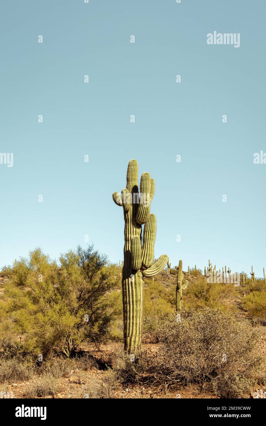 Brazos de cactus fotografías e imágenes de alta resolución - Página 5 -  Alamy