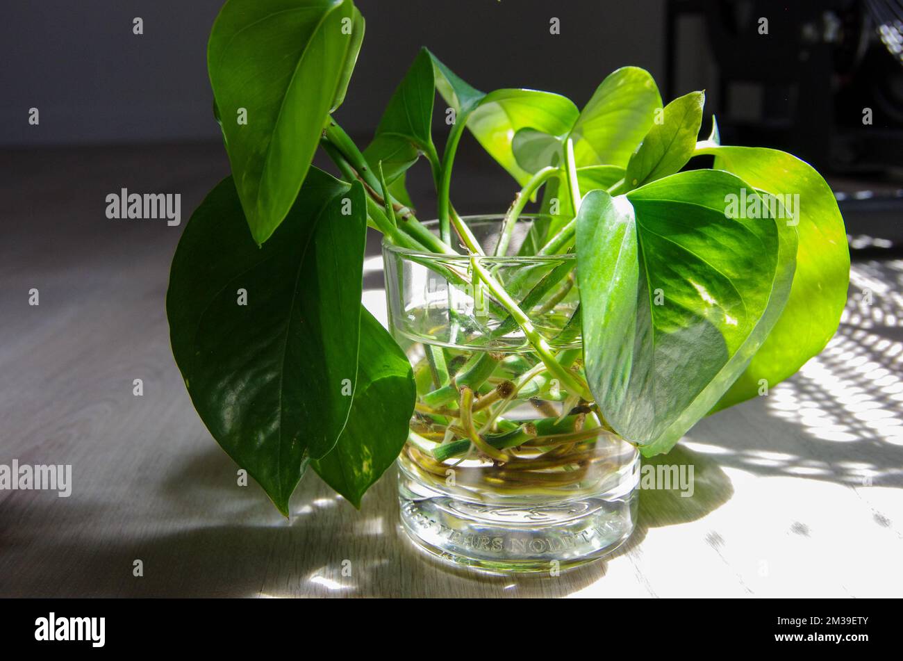 Esquejes de hojas de Pothos en Vidrio Claro de Agua que se propagan Foto de stock