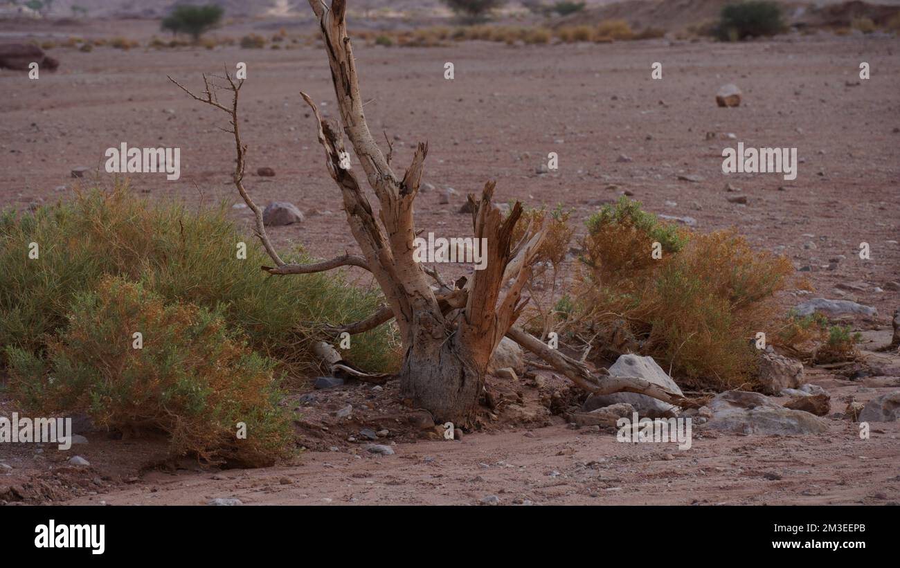 Árbol de acacia seco en el desierto del Negev, Timna Park, Israel