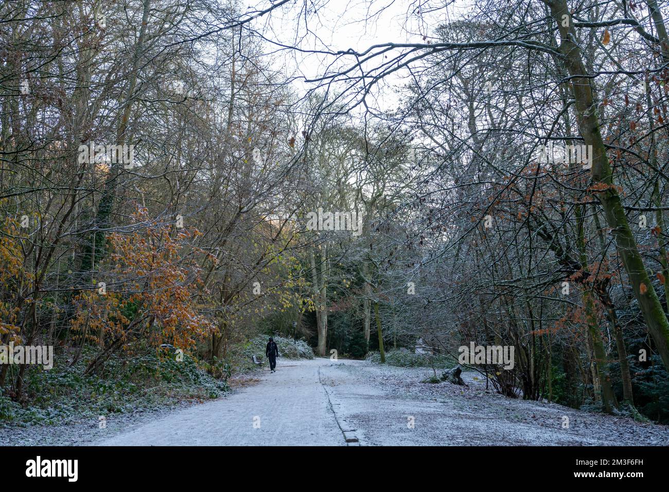 Un paseo, en el clima invernal, en Jesmond Dene, Newcastle upon Tyne, Reino Unido. Foto de stock
