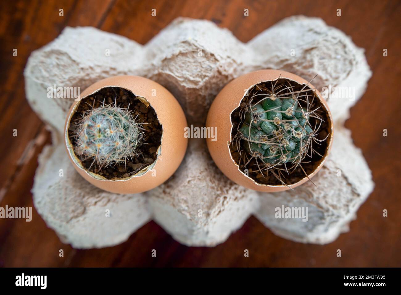 Cactus en una olla de cáscara de huevo Fotografía de stock - Alamy