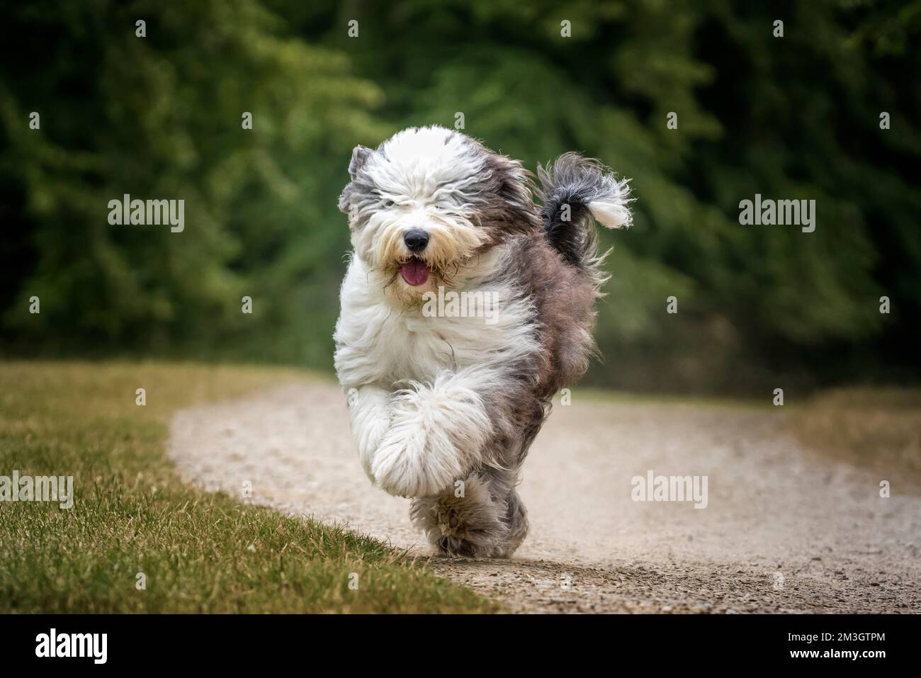 Bobtail Dog Running Perro Viejo Pastor Stock Photo 1162958359