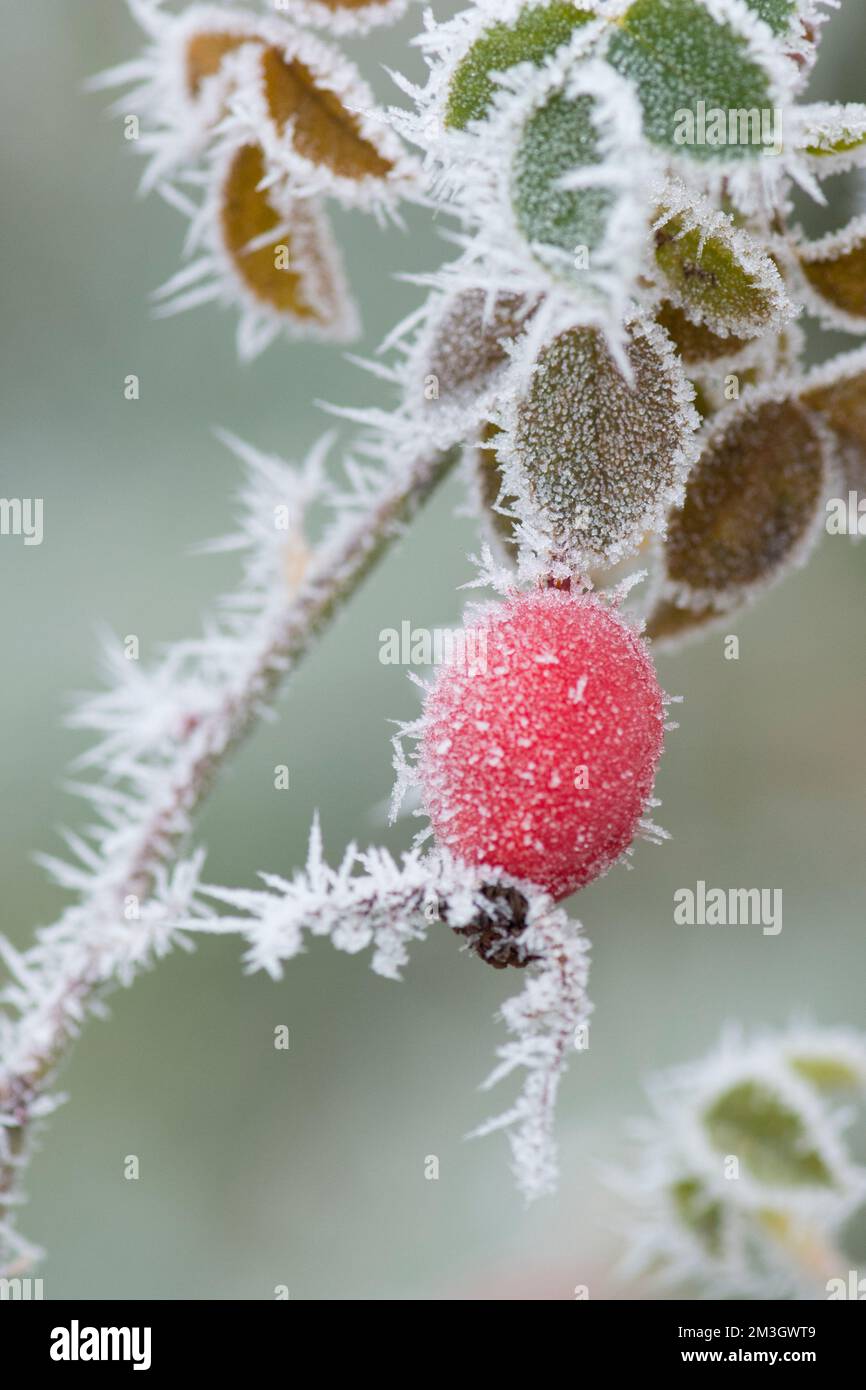Dulce Briar, Rosa rubiginosa, Dulce-briar, caderas en arbusto blanco con helada de hoar, diciembre, mostrando manchas pegajosas en los pelos de las glándulas, Foto de stock