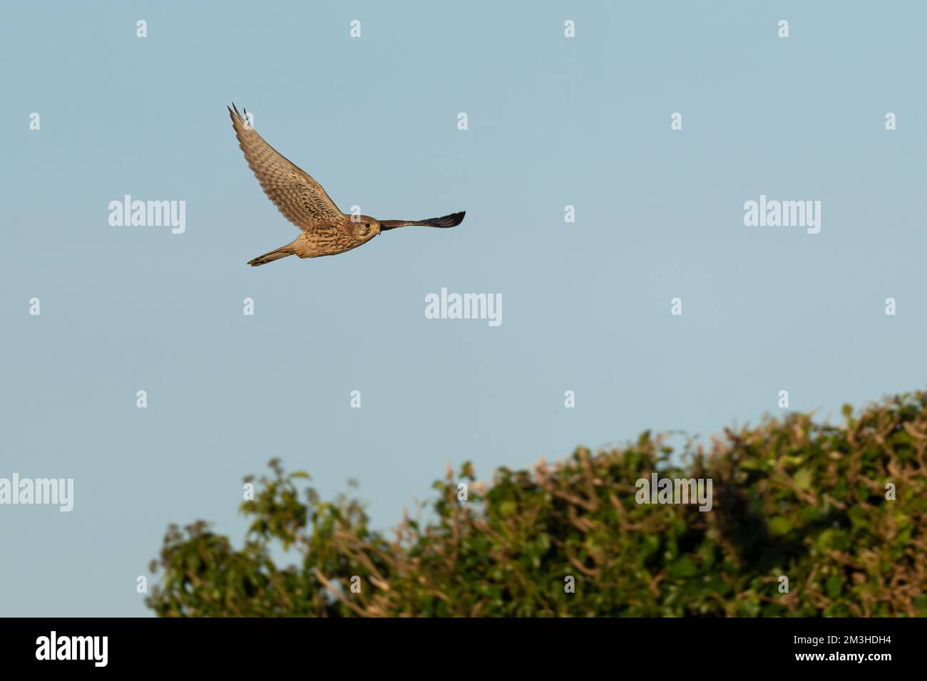 Hembra Kestrel-Falco tinnunculus en vuelo. Foto de stock